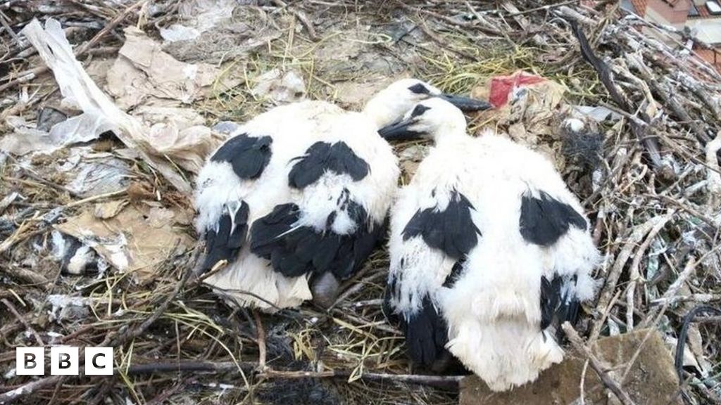 Birds building nests in 'eggstraordinary' places - BBC Newsround