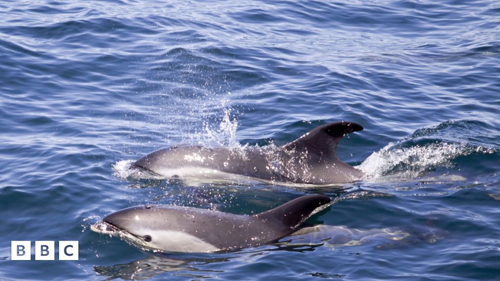 Dolphins can identify their friends by taste, study shows for the