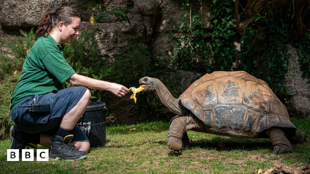 Bristol Zoo is closing, with animals moving to new site BBC Newsround