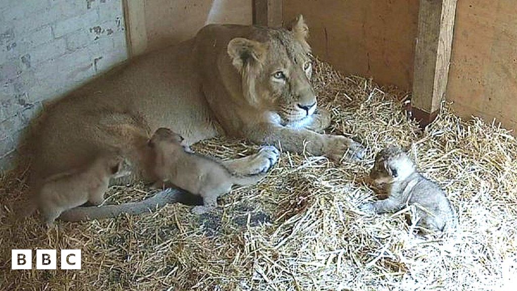 Asiatic lion: Three endangered cubs born at London Zoo - BBC Newsround