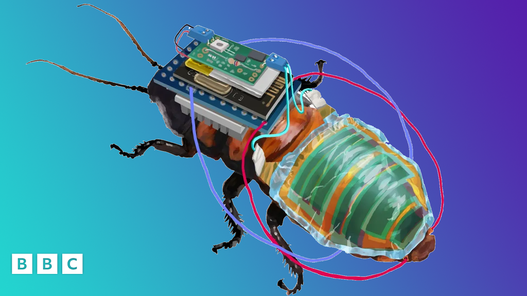 Scientists Create Cyborg Cockroach For Missions Bbc Newsround