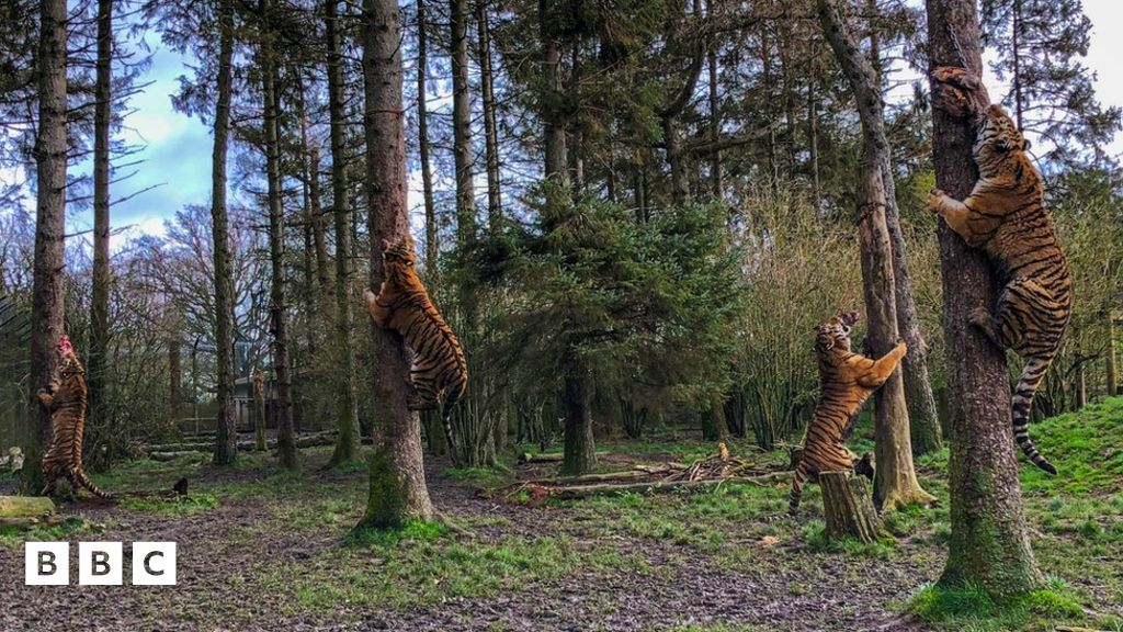 Whipsnade Zoo tigers climb trees for treats BBC Newsround