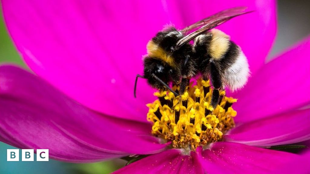European bumblebee population could fall drastically due to climate