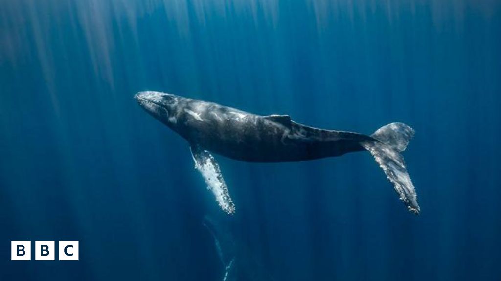 Fishing: New sink-free rope could protect whales from harm - BBC Newsround