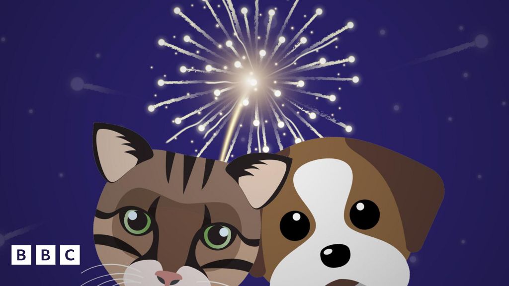 Bonfire Night How to keep your pets calm and safe BBC Newsround