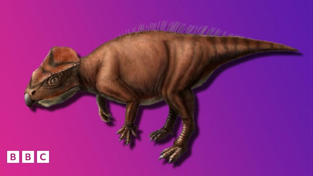 Sasayamagnomus saegusai: New species of tiny dinosaur discovered in ...