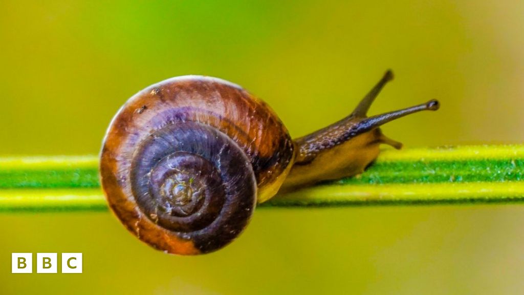 Cheeky snails caught munching on mail - BBC Newsround