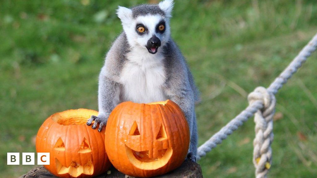 Halloween Zoo animals get a spooky surprise! BBC Newsround