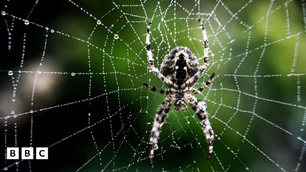 Why are there more spiders around at the moment? BBC Newsround