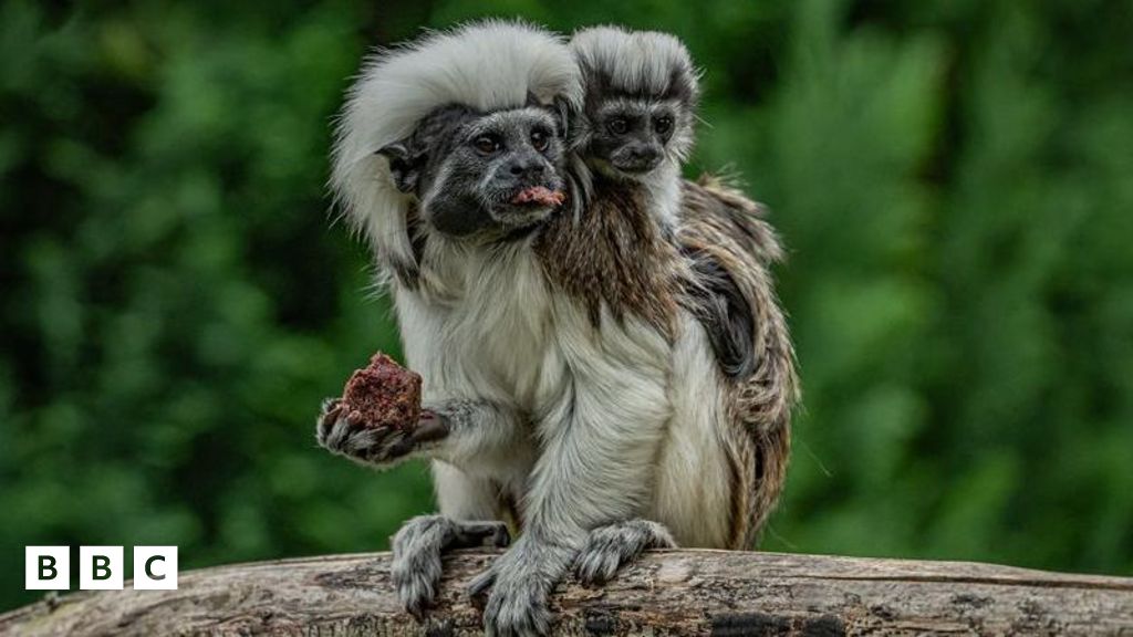 Chester Zoo welcomes cotton-top tamarin twins - BBC Newsround