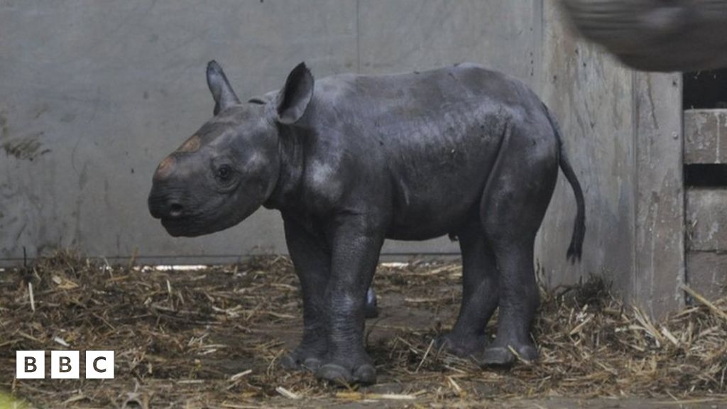 Black Rhino: First critically-endangered black rhino born in zoo in ...