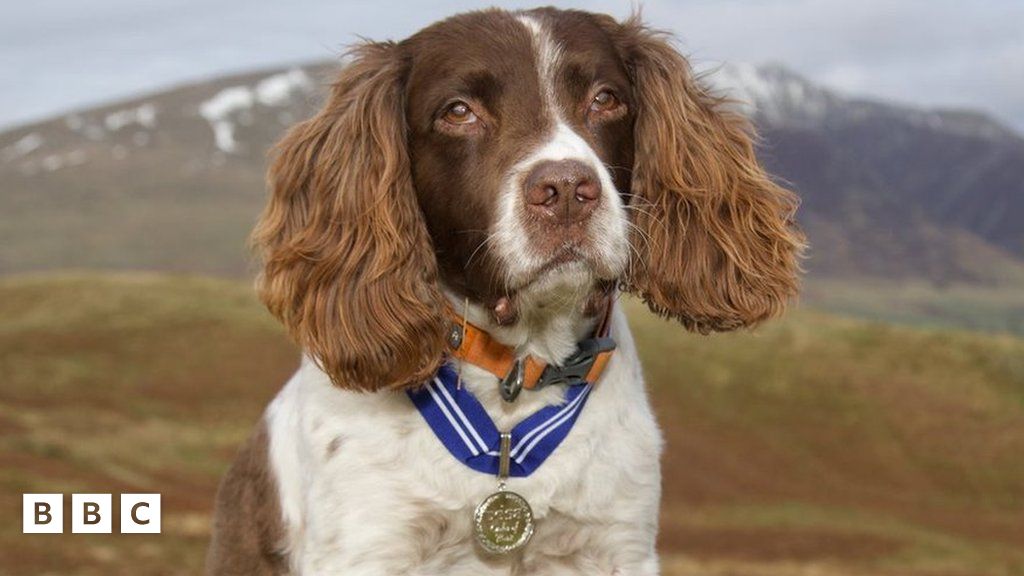 Max The 'Miracle' Therapy Dog Receives A Special Animal OBE - BBC Newsround