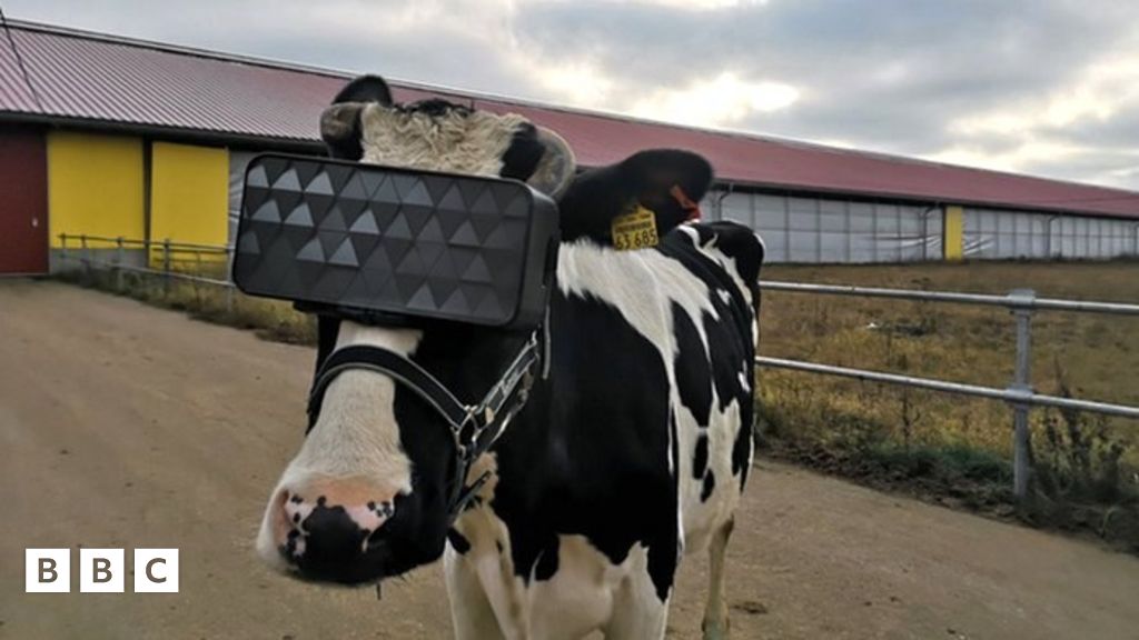 Russian Cows Get Vr Headsets To Help Anxiety Bbc Newsround