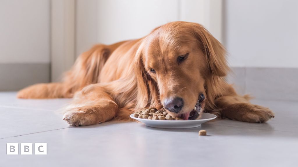 Dog food may be misleading owners by not listing ingredients - BBC ...