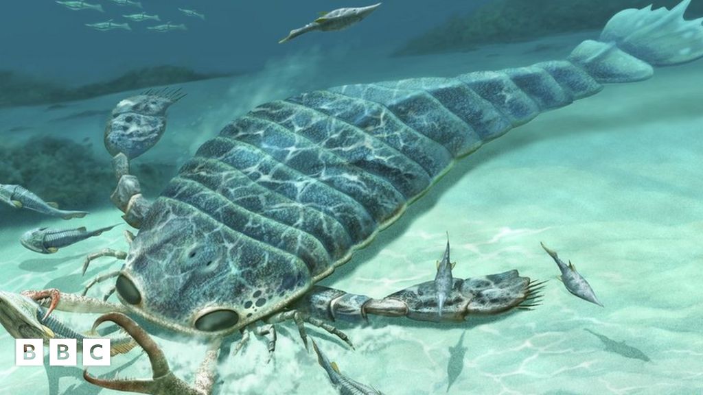 top ten largest sea creatures