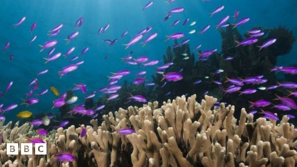 Climate change: Sea creatures leaving their homes because of rising ...