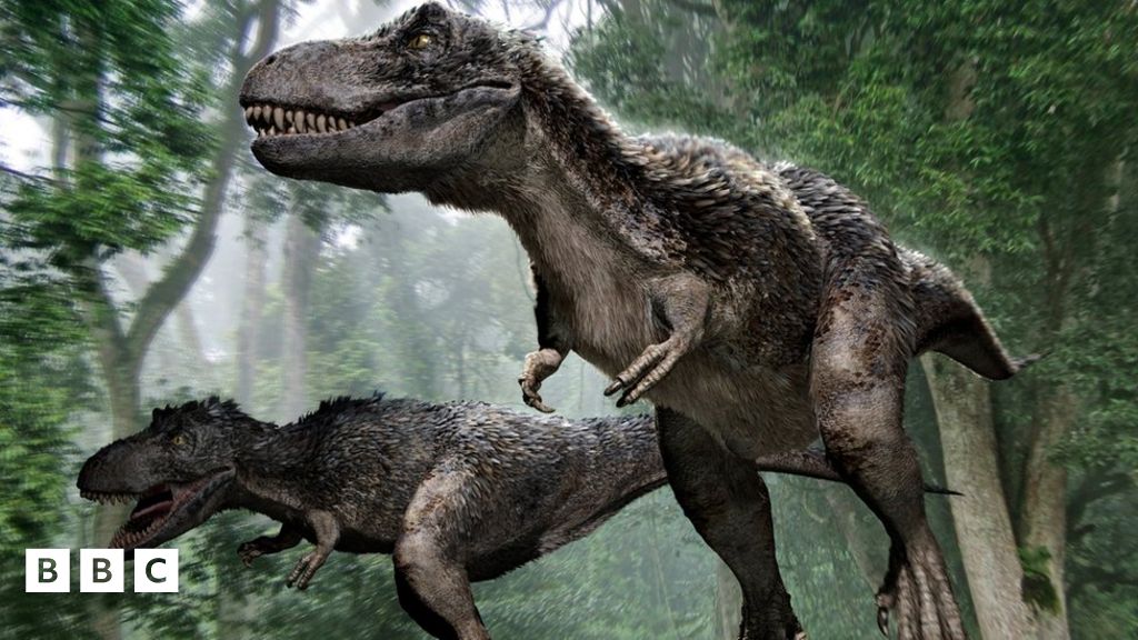 Snuggle up! Fossil shows dinos dozing together - BBC Newsround