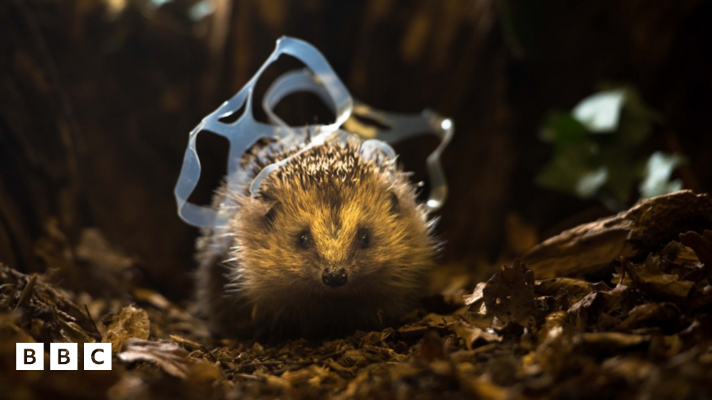 How is litter affecting the UK's animal population? BBC Newsround