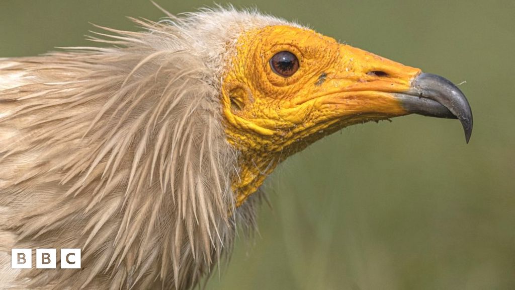 Wildlife: Egyptian vulture seen in UK for first time in 150 years - BBC ...