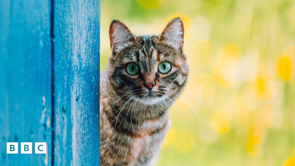 New law means cats in England must be microchipped BBC Newsround