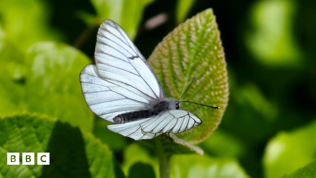 'Extinct' butterfly species reappears in UK BBC Newsround