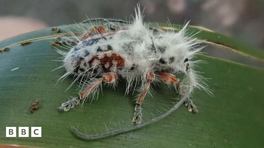 Wildlife: Australian 'punk' beetle almost mistaken for bird poo - BBC ...