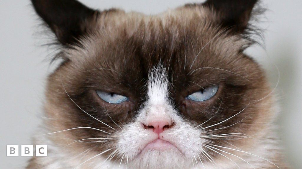 Grumpy Cat RIP: A look back at the life of famous cat - BBC Newsround