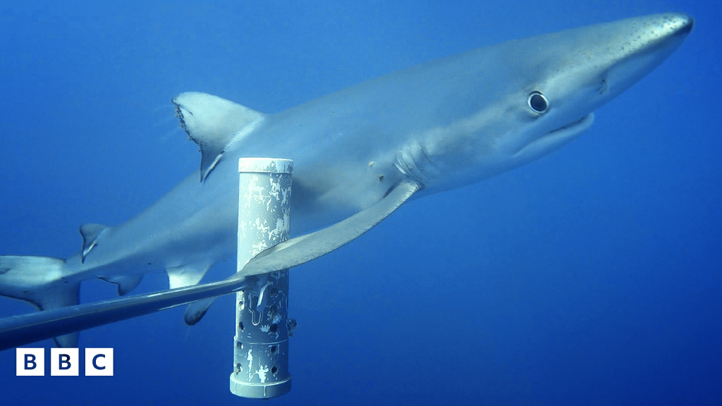 Sharks And Marine Predators Smaller And Rarer In Habitats Near People ...