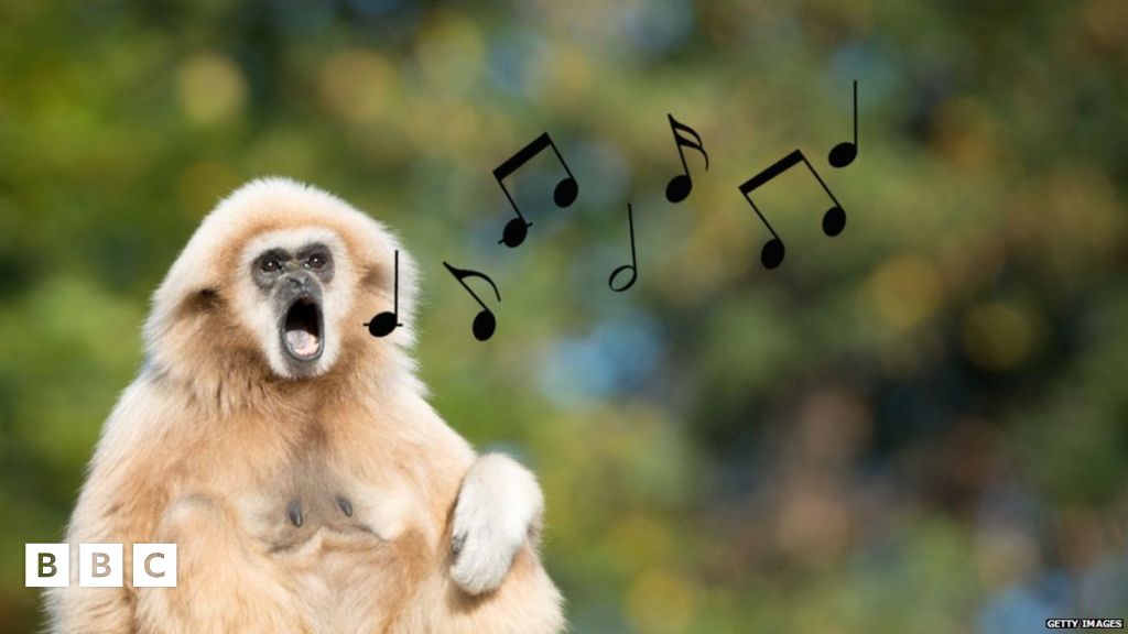 Singing animals Gibbons found to sing together in a similar rhythm to