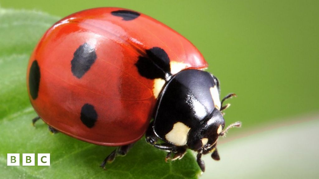 Ladybirds just as important for environment as bees BBC Newsround