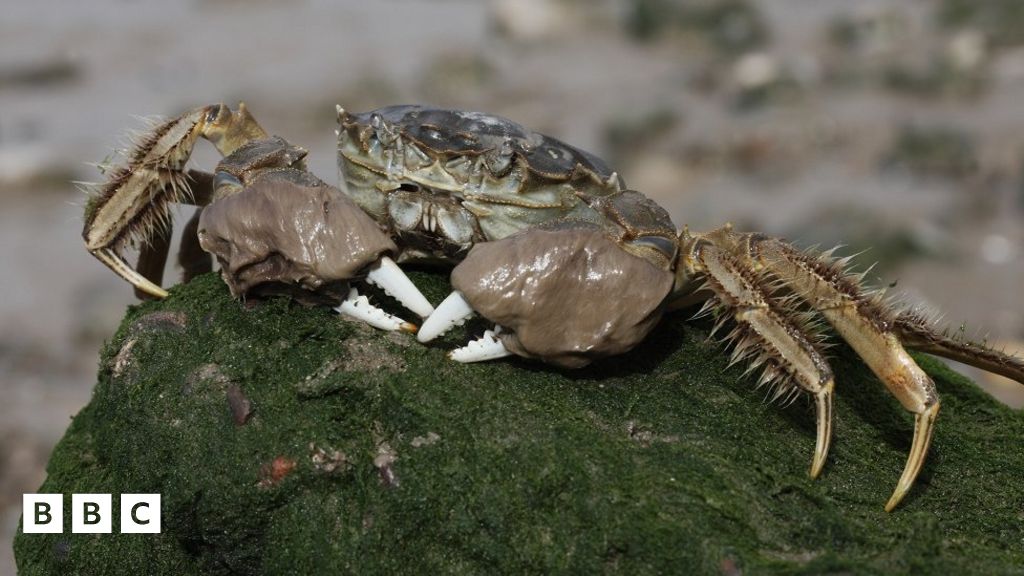 A trap to tackle the Chinese mitten crab invasion have been installed ...