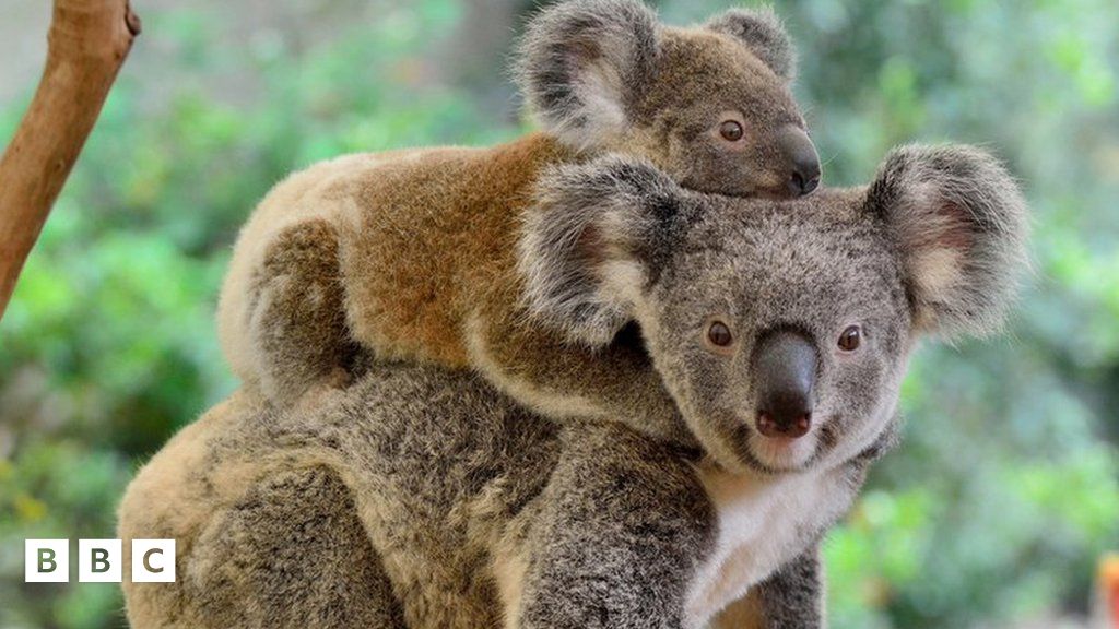 Scientists solve mystery of how koalas get water without leaving