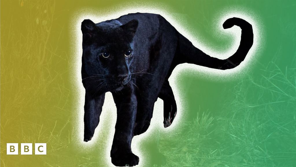 Rare black leopard finally caught on camera - BBC Newsround