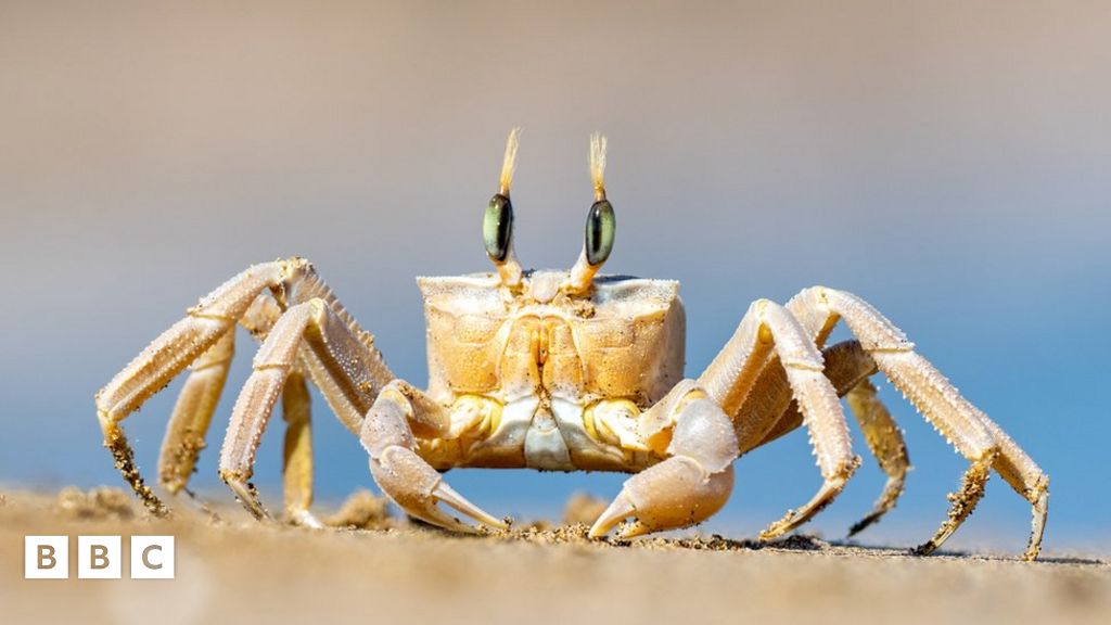 Clawsome! Crabs judge 'world's funniest crab joke' contest - BBC Newsround