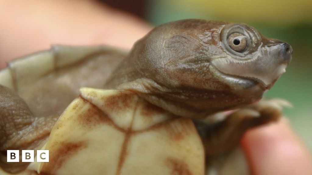 The Burmese roofed turtle: Smiling turtles saved from extinction - BBC ...