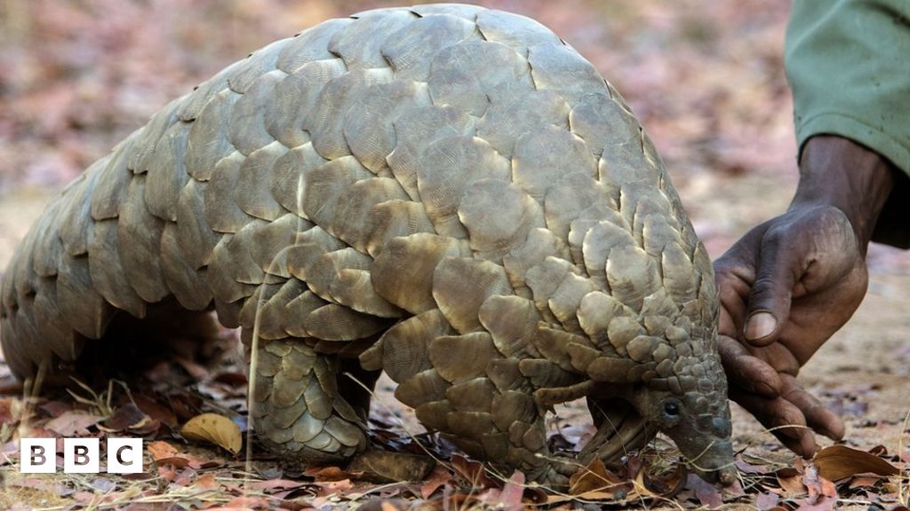 Pangolins: five facts and a quiz about one of world's most endangered  animals - BBC Newsround