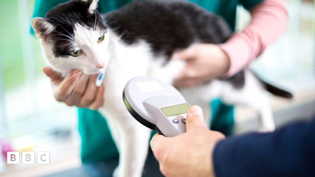 Cat microchip cost store vets4pets