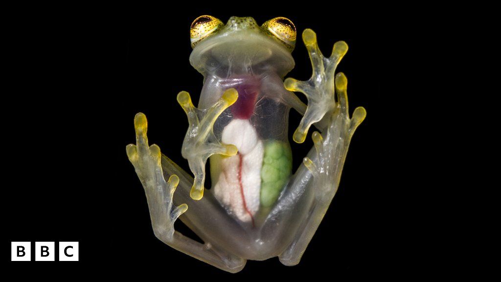 New Mashpi glass frogs discovered BBC Newsround