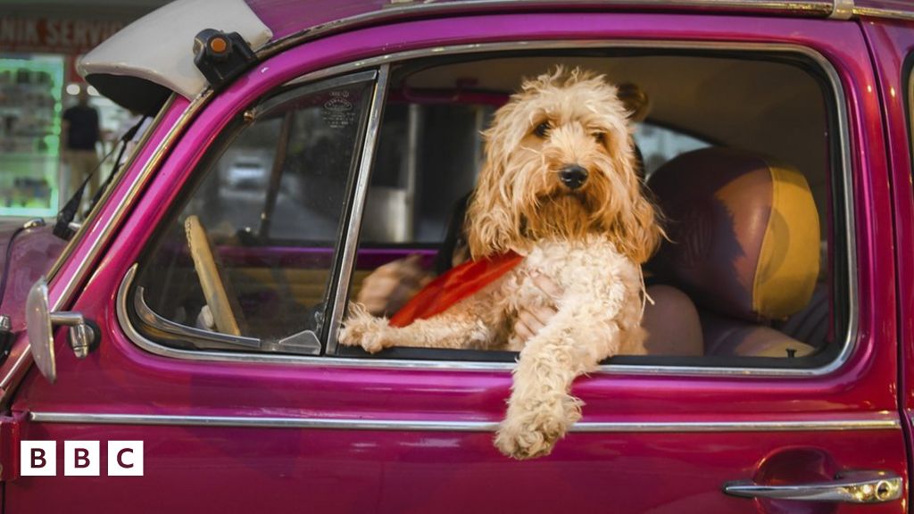 Comedy Pet Photo Awards: Check out these hilarious snaps! - BBC Newsround