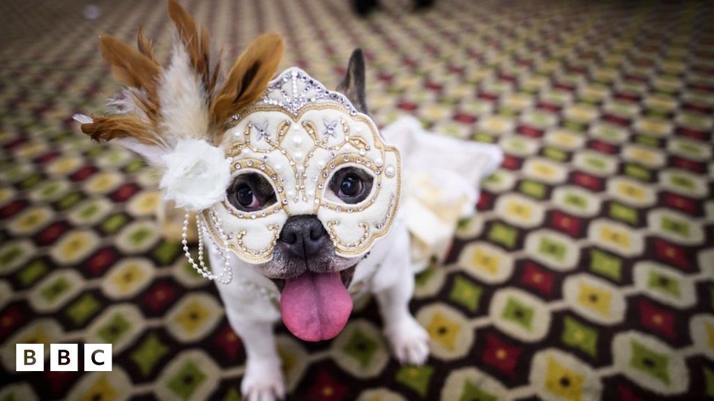 New York Pet Fashion Show Was Full Of Dogs In Amazing Costumes