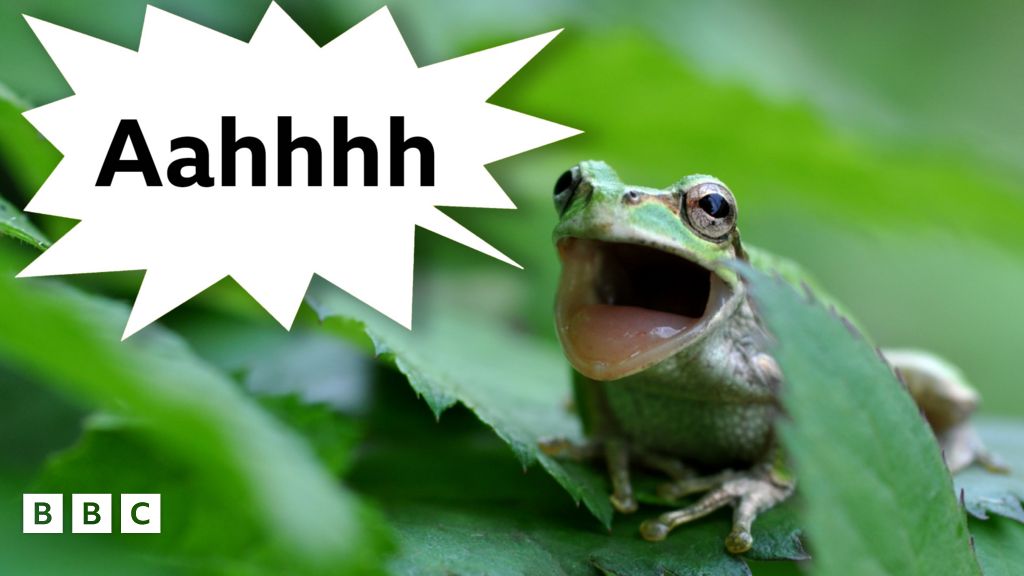 Some frogs emit ultrasonic screams humans can't hear because they're so ...