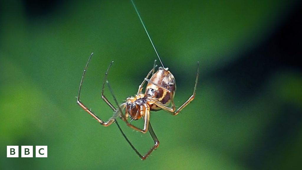 Spiders are 'falling out of the sky' in California - BBC Newsround