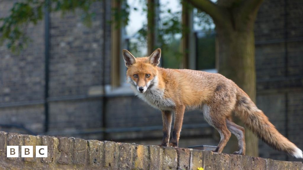 City foxes braver but not smarter than country foxes, study finds - BBC ...