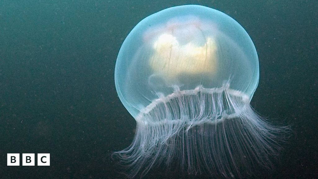 Amazing jellyfish can age backwards BBC Newsround