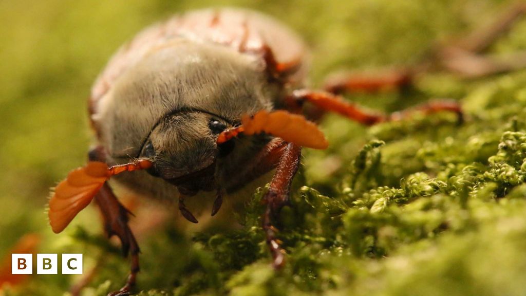 British Wildlife Photography Award Winners 2018 - BBC Newsround