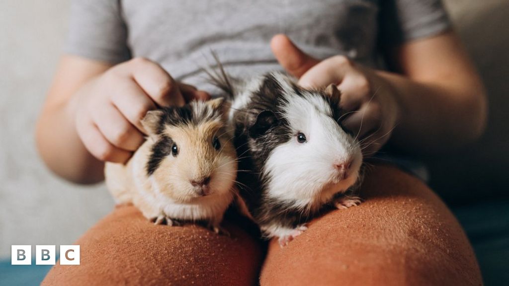 Big rise in guinea pigs and pet rats and mice being given up by their