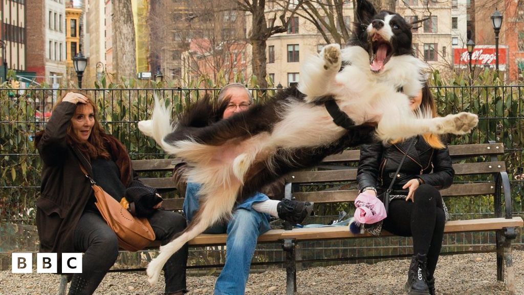 13 minut of Funniest Animals 2023 - Funniest Cats and Dogs