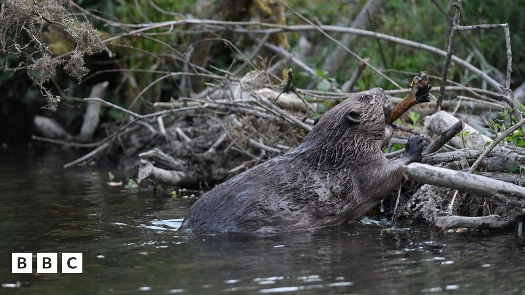 Beavers helping to tackle flooding and biodiversity loss in Cornwall ...