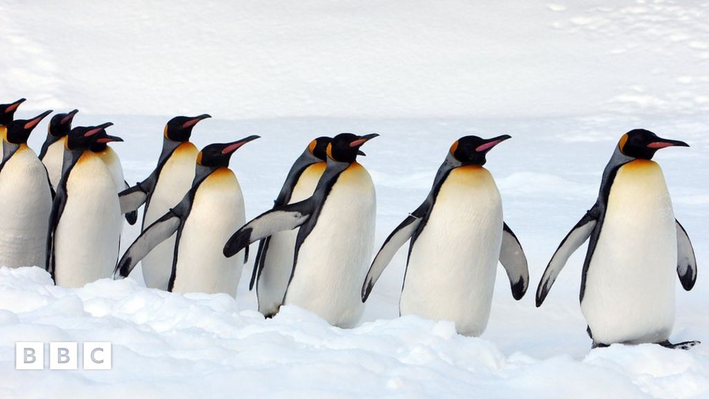 How is global warming affecting King Penguins? - BBC Newsround