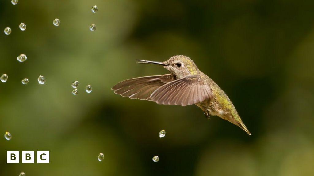 Wildlife: Check out the 2022 winners of Bird Photographer of the Year! -  BBC Newsround